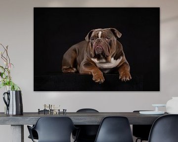 Portrait Old English Bulldog sur Special Moments MvL