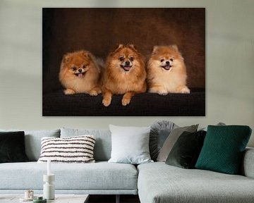 Pomeranian portrait photo by Special Moments MvL