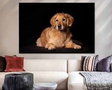 Portret van een Labrador van Special Moments MvL