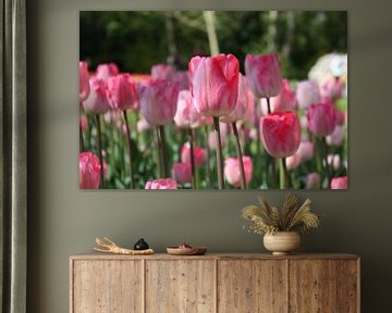 aufrecht stehen, niederländische Tulpen von de buurtfotograaf Leontien