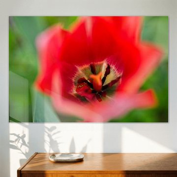 Rode tulp macro
