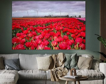 Rood tulpenveld in flevoland met boerderij van Jos van den berg