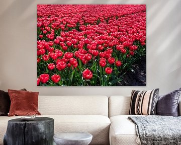 Betoverende Bloei: Ontdek Nederland's Tulpenpracht van Robin Jongerden
