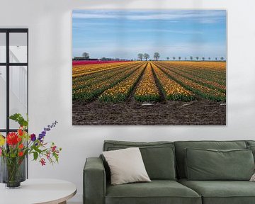 Discover the Colour Explosion: Tulips in Dutch Bulb Fields by Robin Jongerden