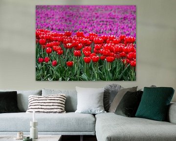 Gros plan sur les tulipes rouges au milieu d'une mer violette à Groningen, aux Pays-Bas ! sur Robin Jongerden