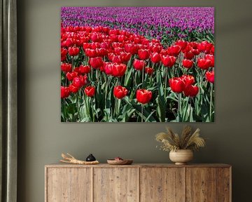 Bezaubernde Nahaufnahme: rote Tulpen in einem Meer von Lila in Groningen, Niederlande! von Robin Jongerden