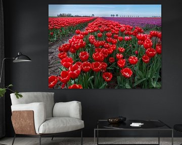 Enchanting close-up: red tulips in Groningen, Netherlands! by Robin Jongerden