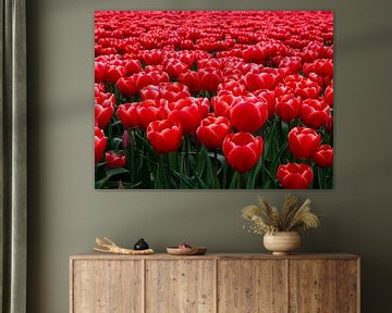 Gros plan sur les tulipes rouges à Groningen, aux Pays-Bas ! sur Robin Jongerden