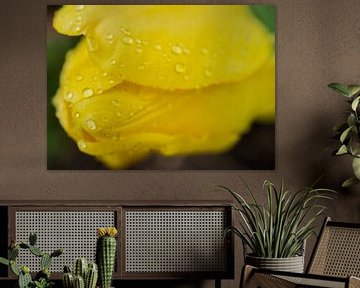 Tulipe jaune avec gouttes de pluie II Abstrait sur Iris Holzer Richardson