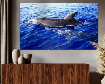 dolphins / dolphins