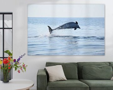 Dolphin jumping