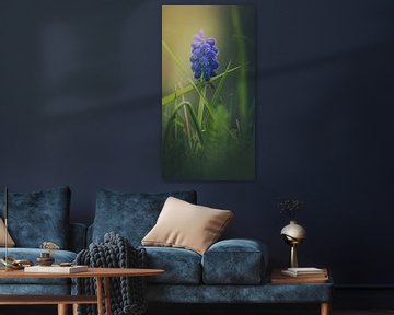 The Grape hyacinth in beautiful sunlight by Robby's fotografie