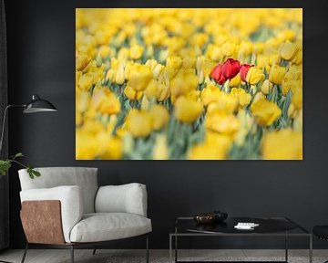 Drie rode tulpen in een veld met gele tulpen van Yanuschka Fotografie | Noordwijk