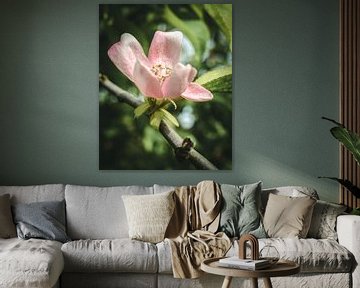 Fleur dans la lumière du matin sur Jan Eltink