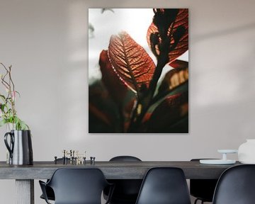 Blad in het ochtendlicht van Jan