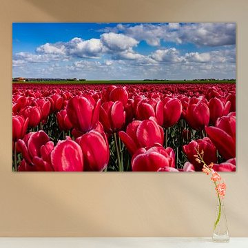Bloeiende tulpenvelden in het Groninger land