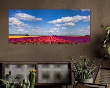 Champs de tulipes en fleurs dans la campagne de Groningue sur Gert Hilbink