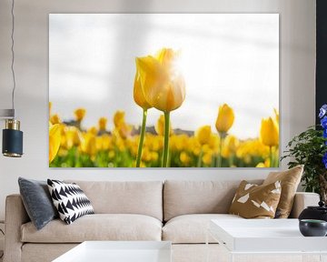 Tulpen met de zon van Yanuschka Fotografie | Noordwijk