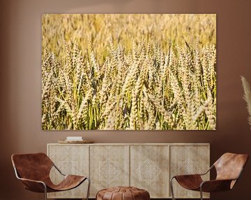 A wheat field in summer by Claude Laprise