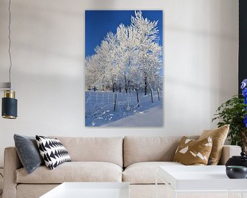 Frosted trees in winter by Claude Laprise