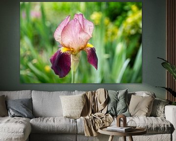 Fleur d'iris pourprePaysage-IrisRichardson sur Iris Holzer Richardson