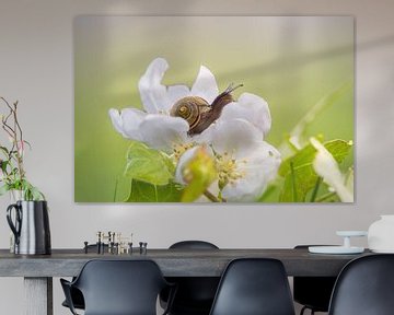 Spring fever Snail on an apple blossom