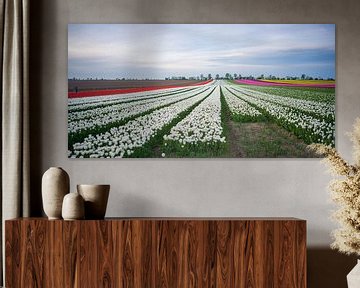 Tulpenveld in de lente van t.ART