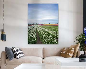 Tulpenveld in de lente van t.ART