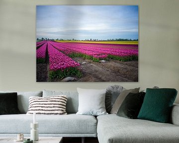 Tulip field in spring by t.ART