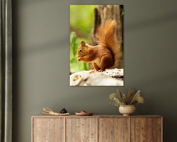 squirrel by Rando Kromkamp