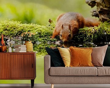 squirrel drinking by Rando Kromkamp Natuurfotograaf