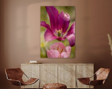 Tulip. Two tulips in pink, purple and green. Spring. by Alie Ekkelenkamp