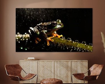 Frog in the rain with raindrops by Mustafa Kurnaz