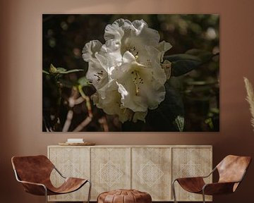 De geheimen van de Rododendron van FioletS