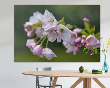 Gouttes de pluie sur un prunus en fleurs ; bourgeons et fleurs