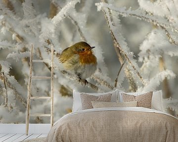 Robin winter by Rando Kromkamp Natuurfotograaf