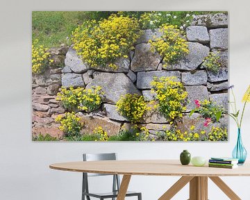 Wallflowers