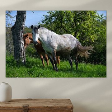 Chevaux près de Gunsbach en Alsace