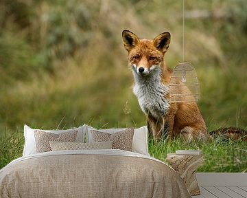 fox  by Rando Kromkamp Natuurfotograaf