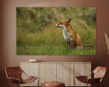 vos van Rando Kromkamp Natuurfotograaf