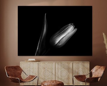 Elegante tulp in zwart en wit van Angelika Beuck