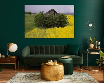 Barn in the rape field by Christina Bauer Photos