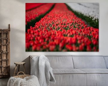 Rote und weiße Tulpen auf einem Feld im Frühling von t.ART
