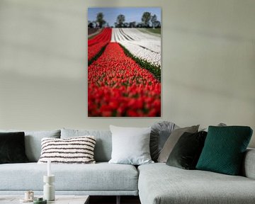 Rode en witte tulpen in een veld in de lente van t.ART