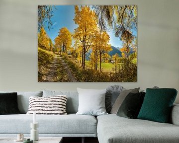 Birke mit gelbem Herbstlaub, Bos-cha, Graubünden, Engadin, Schweiz, von Rene van der Meer