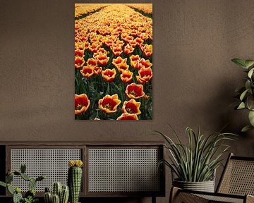 Veld vol tulpen van Lisette van Leeuwen