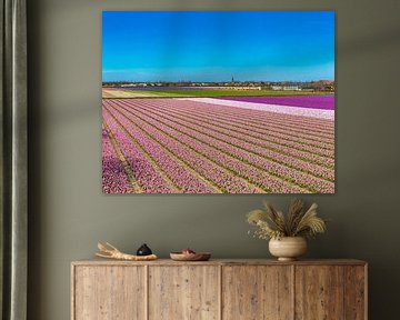 Red white purple bulb field, Hillegom, , South Holland, Netherlands