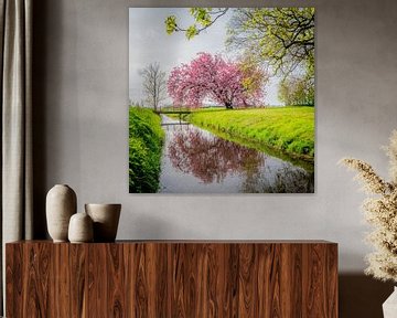 Japanse sierkers ,Kanzan', Prunus bij Kubaard, Friesland, Nederland. van Jaap Bosma Fotografie