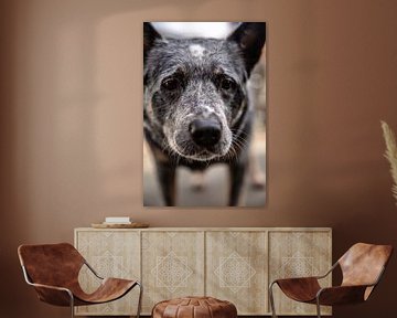 Anticipatie in de ogen: het perspectief van een hond van Melvin Meijer