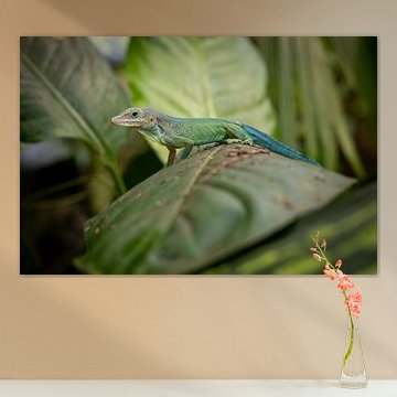 Lézard sur une feuille